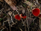 Sarcoscypha austriaca image