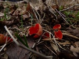 Sarcoscypha austriaca image