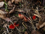 Sarcoscypha austriaca image