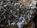 Hypotrachyna britannica image