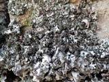 Hypotrachyna britannica image