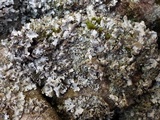 Hypotrachyna britannica image