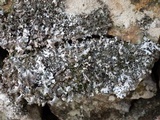 Hypotrachyna britannica image