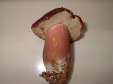 Xanthoconium purpureum image