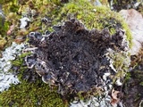 Hypotrachyna britannica image