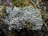 Polyblastidium japonicum image