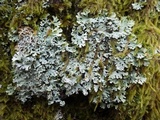 Polyblastidium japonicum image