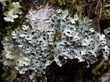 Polyblastidium japonicum image