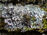 Polyblastidium japonicum image