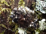 Polyblastidium japonicum image