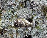 Polyblastidium japonicum image