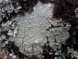 Pertusaria pertusa image