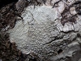 Pertusaria pertusa image