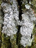 Pertusaria multipuncta image