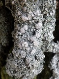 Pertusaria multipuncta image