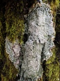 Pertusaria albescens var. albescens image