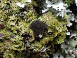 Lobaria amplissima image
