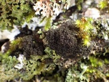 Lobaria amplissima image