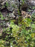 Lobaria amplissima image