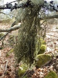 Usnea articulata image