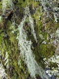 Usnea articulata image