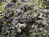 Nephroma tangeriense image