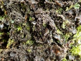 Nephroma tangeriense image