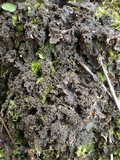 Nephroma tangeriense image