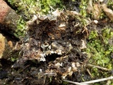 Nephroma tangeriense image