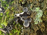 Sticta limbata image