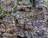 Degelia plumbea image