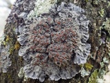 Degelia plumbea image