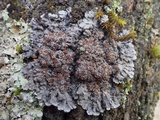 Degelia plumbea image