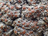 Degelia plumbea image