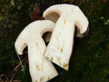 Tylopilus rubrobrunneus image