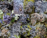 Pannaria rubiginosa image