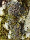 Pannaria rubiginosa image