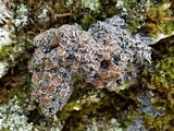 Pannaria rubiginosa image