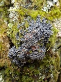 Pannaria rubiginosa image