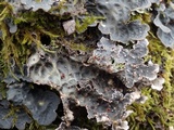 Lobaria scrobiculata image
