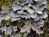 Lobaria scrobiculata image