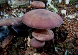 Callistosporium purpureomarginatum image