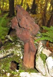 Gyromitra infula image