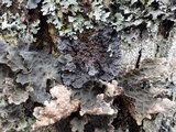 Lobaria scrobiculata image