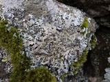 Parmelia saxatilis image