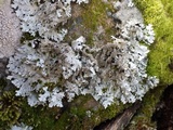 Parmelia saxatilis image