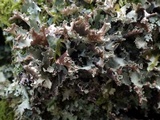 Platismatia glauca image