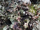 Platismatia glauca image