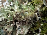 Platismatia glauca image
