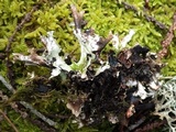 Platismatia glauca image